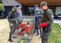 Autoridades rescataron 9 aves silvestres en cautiverio, en Copacabana